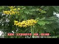 southnews_「鐵刀木」是甚麼樹？ Siamese Senna