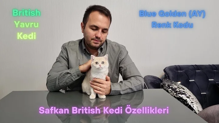 Video 5835141: british blue golden