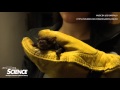 Live bat feedings at cranbrook institute of science