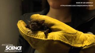 Live Bat Feedings at Cranbrook Institute of Science