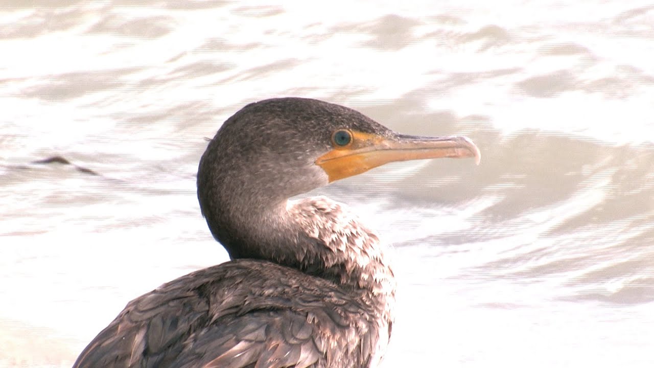 Double-crested Cormorants Fish ... and Fend Off Thieves--NARRATED