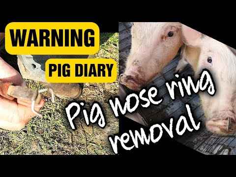 graphic-content-removing-piglet-nose-ring-pigs-diary-day1-piglet