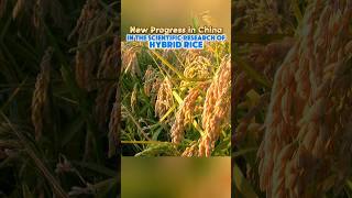 New progress in the scientific research of hybrid rice in China#tech #rice #china #fyp #tiktok