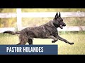 Pastor holandés - perro funcional.