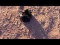 معركة بين ذيب وصقر معركة بين ذيب وصقر