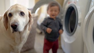 Laundry Day with a OneYearOld and Two Furry Helpers