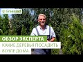 Какие деревья посадить возле дома