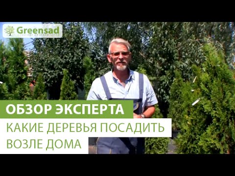 Видео: Уход за деревьями Сассафрас - Советы по выращиванию деревьев Сассафрас