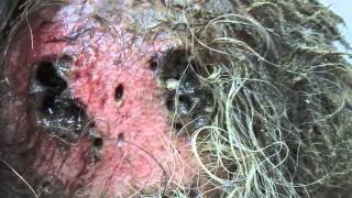 The maggots in the wound the dog. Опарыши в ране у собаки. The maggots in the wound the dog. Опарыши в ране у собаки.