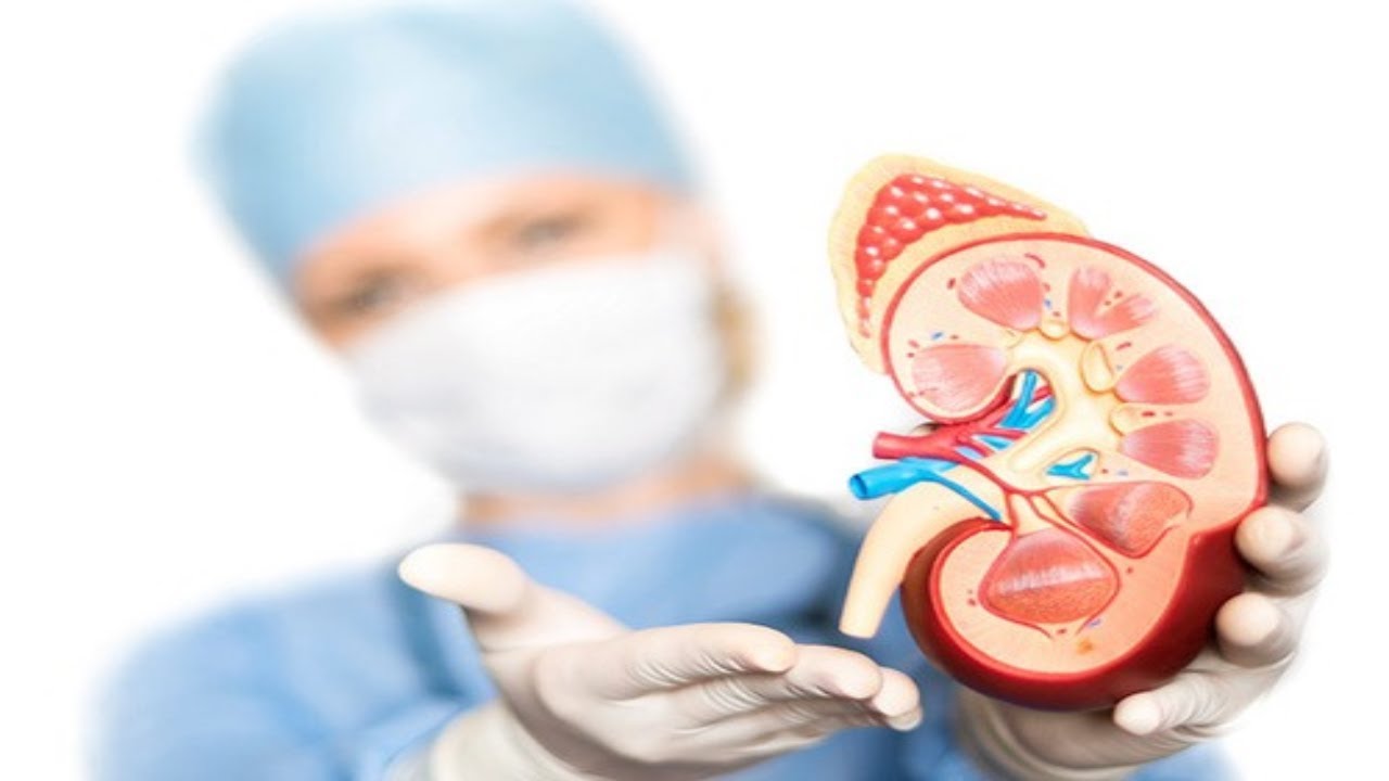 Como avaliar a Função Renal? Aprenda sobre a Importância da Ureia e Creatinina. YouTube Como avaliar a Função Renal? Aprenda sobre a Importância da Ureia e Creatinina. YouTube