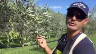 Récolte Des Olives Vertes Récolte Des Olives Vertes