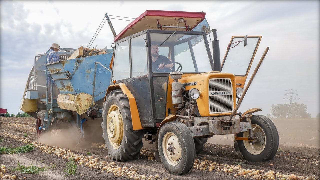 Zbiór i transport cebuli u ROLNIK SZUKA | Ursus + Anna + Zetor