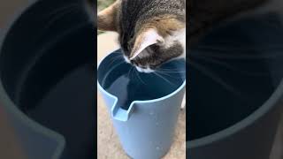 About 3 minutes of my cats drinking water because why not