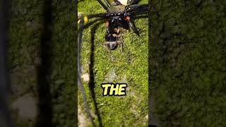 The Beetle With A Built-in Flamethrower! |Bombardier Beetle #shorts #insects