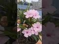 Pink Flower🌸🌱|| #trending #terracegardenindia #viral #gardening #nature #shorts #shortvideos