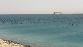 Awesome view from Manifa Causeway, Saudi Arabia