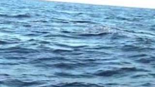 PEI Giant Bluefin Tuna Fishing Charter - A charter with Tony's Tuna Fishing