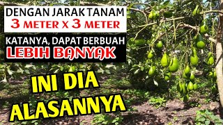 JARAK TANAM ALPUKAT RAPAT 3M x 3M