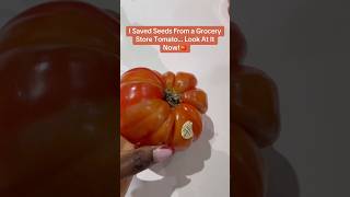 I Saved Seeds From A Grocery Store Tomato… Look At It Now 🍅🍅🍅. #heirloom #gardening #garden
