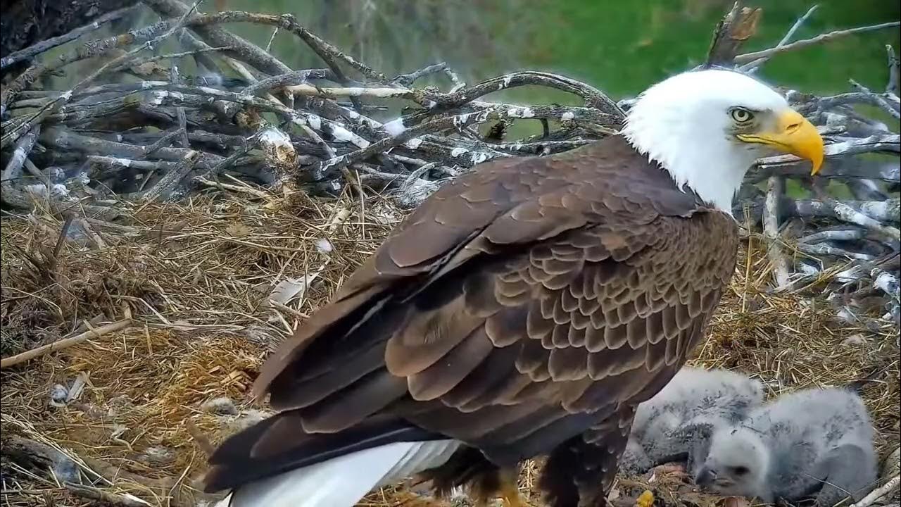 Xcel Energy Fort Saint Vrain Eagle Cam 22.04.2024 YouTube