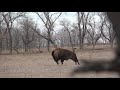 338 Lapua Buffalo Hunting Bison
