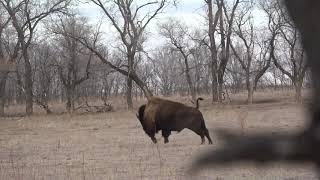 338 Lapua Buffalo Hunting Bison