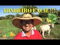 DICAS DE COMO GANHAR DINHEIRO COM GADO!!!