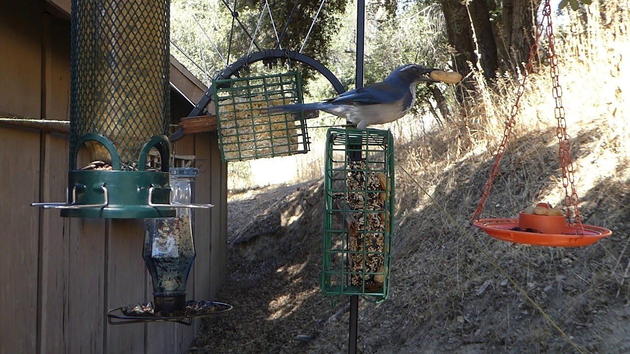 California Mountain Songbird Bird Feeder 🐦Steller's Jay, Scrub Jay