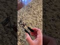 Honest Review of ELF Eyelash Curler