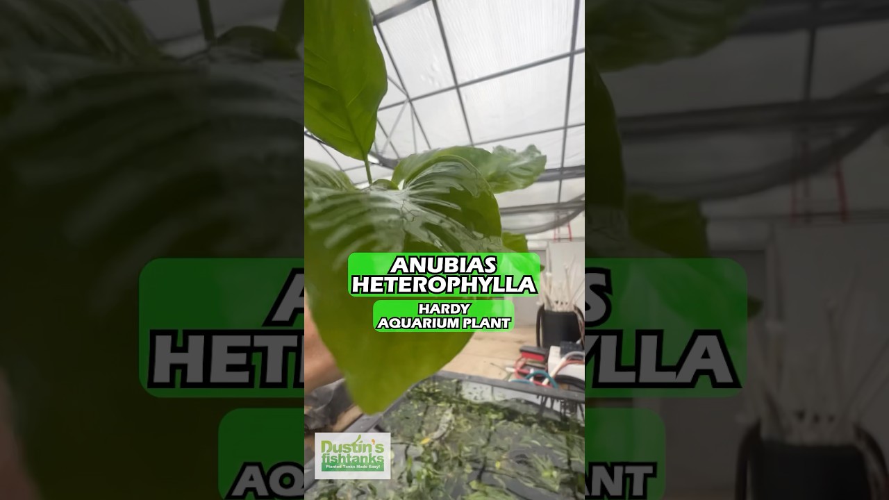 🌱Anubias
