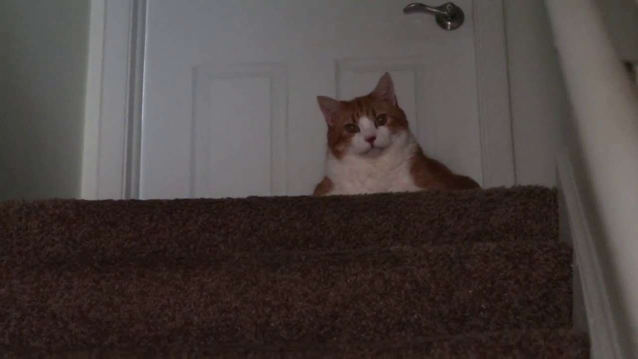 Cat Looks Down On Me From The Stairs - YouTube