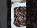 Aprendiendo a germinar a los cactus 🌵