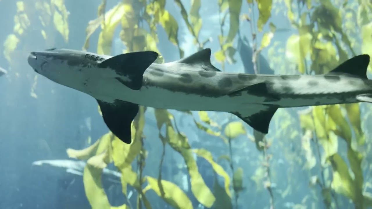 Original Guitar - Sharks, Sea bass, California sheephead