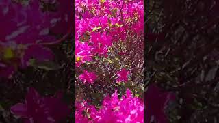 화사함의끝판#태백산철죽#함평군산악회#