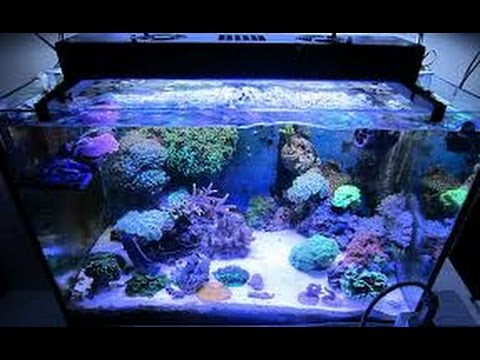 Come realizzare un acquario marino (parte 2) - YouTube