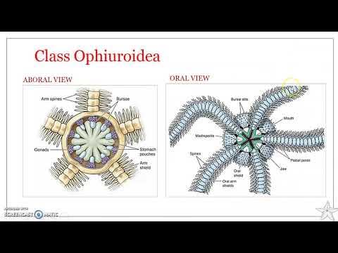 Phylum Echinodermata : Class Ophiuroidea - YouTube