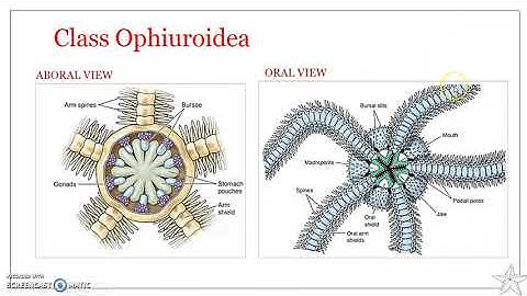Phylum Echinodermata : Class Ophiuroidea