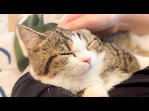 Shikiji The Cat - YouTube