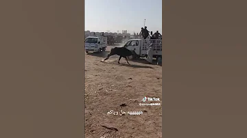 جاموسه متوحشه 