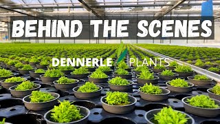 THIS IS WHERE OUR PLANTS COME FROM!! Amazing Tour of the Dennerle Aquarium Plants Greenhouse