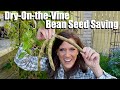 Dryonthevine bean seed saving  free seedsplants for spring