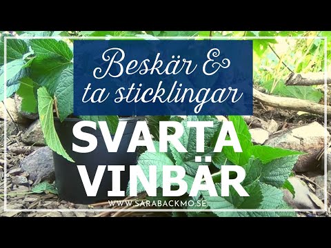 Video: Svart Vinbär: Sticklingar Buske