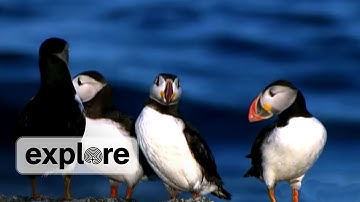 Project Puffin, 40 Years of Seabird Restoration