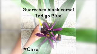 #Carecollab • Guarechea black comet ‘Indigo Blue’ • Growing Orchids • Care Collab