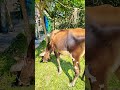 Cow Animals Bull Cowlover Animal Gaai Funnyanimals Cow Animals Bull Cowlover Animal Gaai Funnyanimals