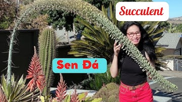 Sen đá (Succulent) to đùng nhưng của người ta😁. Cuộc sống Mỹ- miền Bắc California