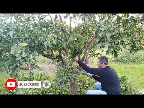 Vídeo: Com fertilitzar les plantes fruiteres: 13 passos (amb imatges)