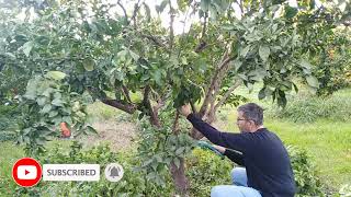 Pruning Citrus Trees like Lemons, Oranges, Grapefruits, Limes and Mandarins