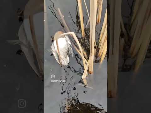 ördek avı tıkır #hunt #duckhunter #hunterxhunter #hunting #duck #duckhunting #hunter #ördek