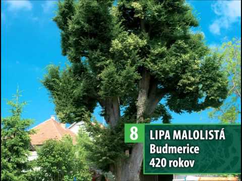 Video: Joshua Stromy V Národnom Parku Rozsekané Vandali